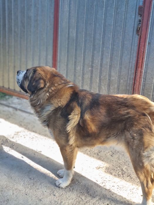 Ищем девочку московскую сторожевую