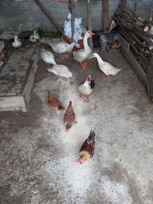 Vând gâini Brahms și rate mai multe rase