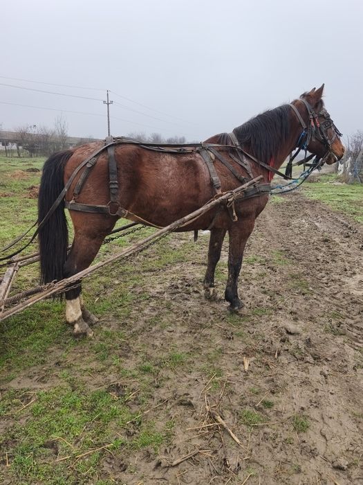 Vând doi caii de caruta