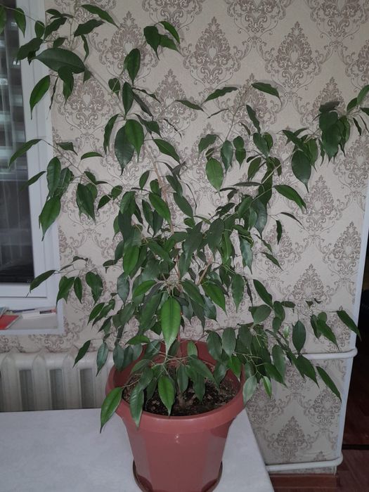 Комнатные растение