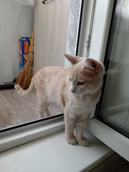 Котик ищет дом..