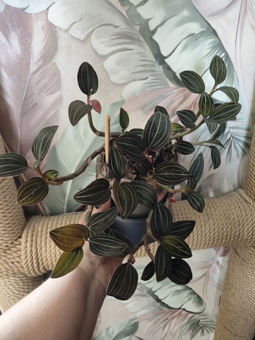 Растения для дома и офиса