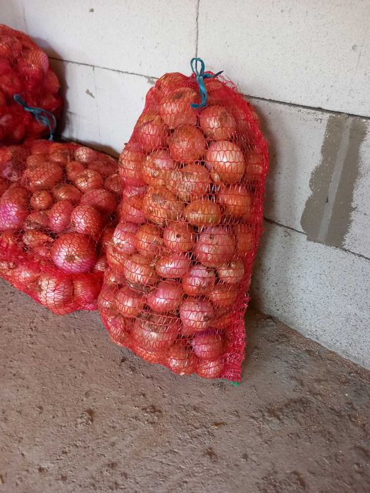 Vand ceapa roz din samanta 4 lei/kg, la cantitate de 500 kg 4 lei/kg.