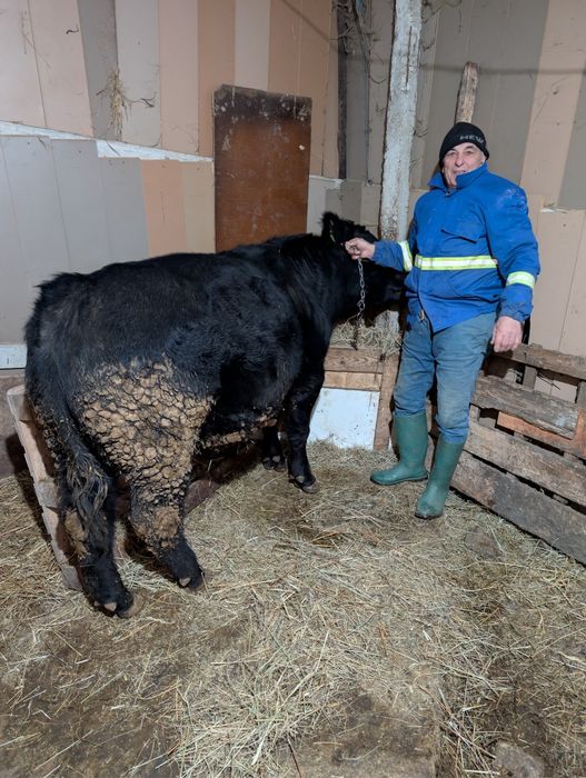 Vând tăuraș Angus