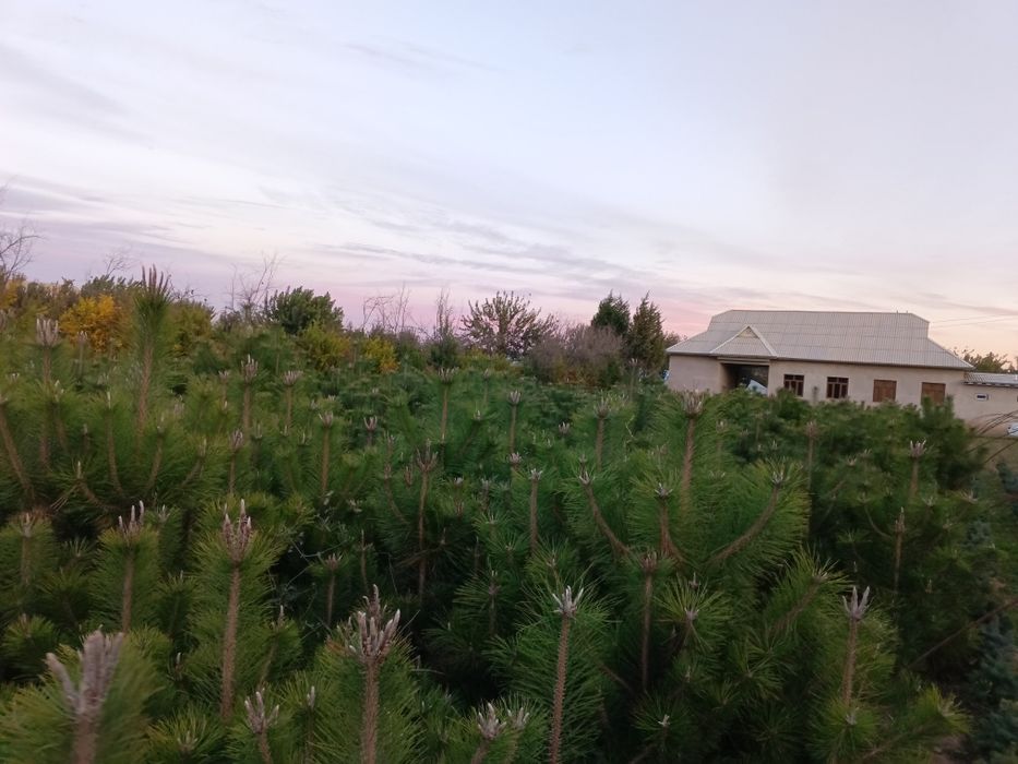 Кирим сасна арча