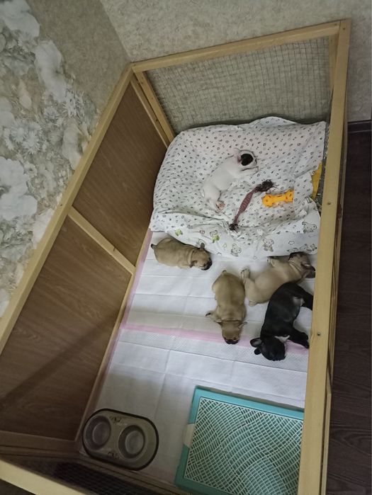 Вольер для собак