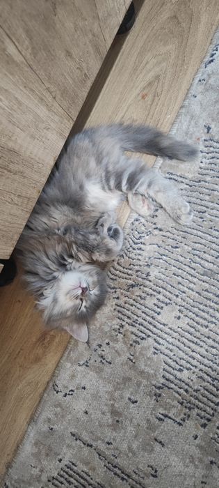 Отдаем котям в добрые руки.