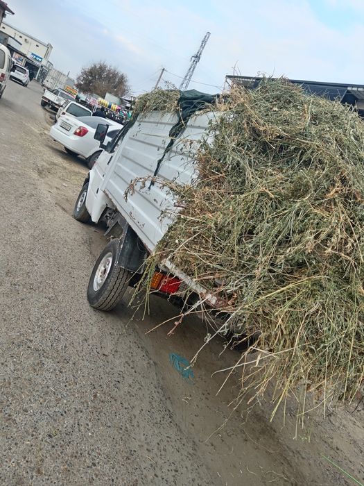 Mator xadavoy zur ideal holatda