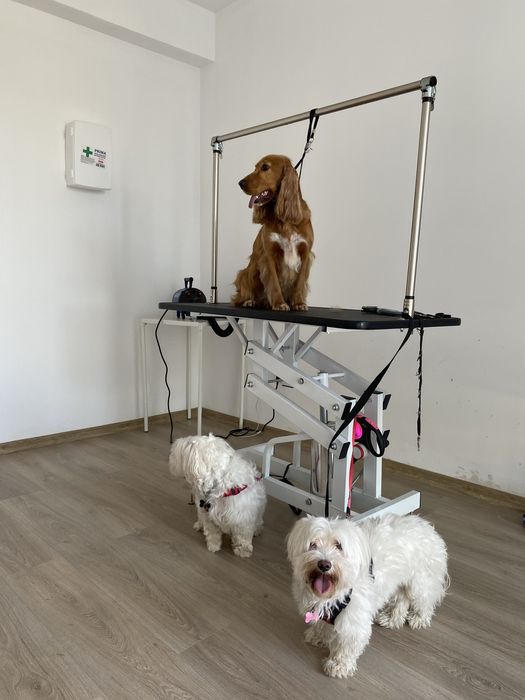 Frizerie canină și la domiciliu , tuns cătei , tund caini , grooming