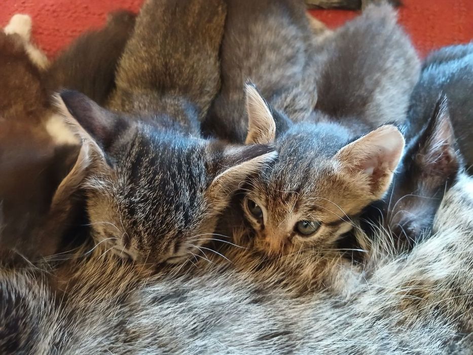 Продаются котята!