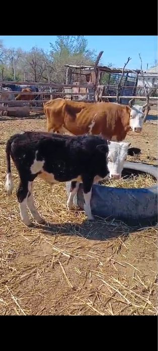 Сиыр сатыладыыыы!!