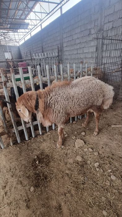 Зотдор кочкор сотилади