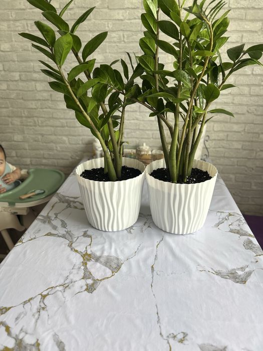 Замиокулькас (долларовое дерево)  10.000т