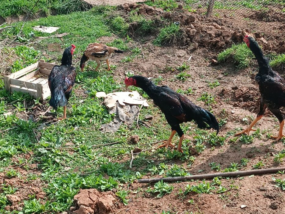 Shamo 5 oylik tozza zot