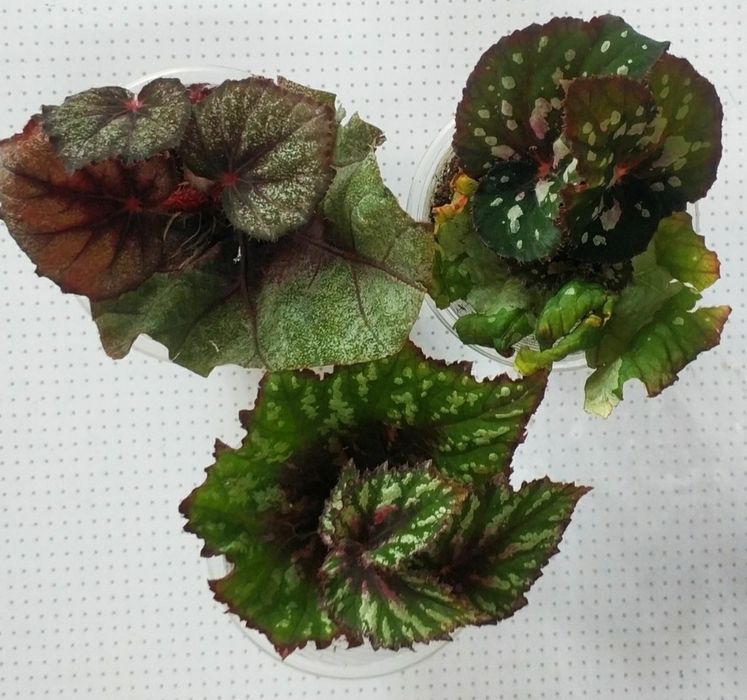 Детки бегоний сортовых