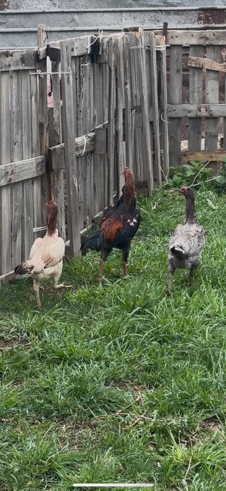 Продам даканов.