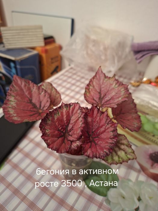 Комнатные цветы молодые