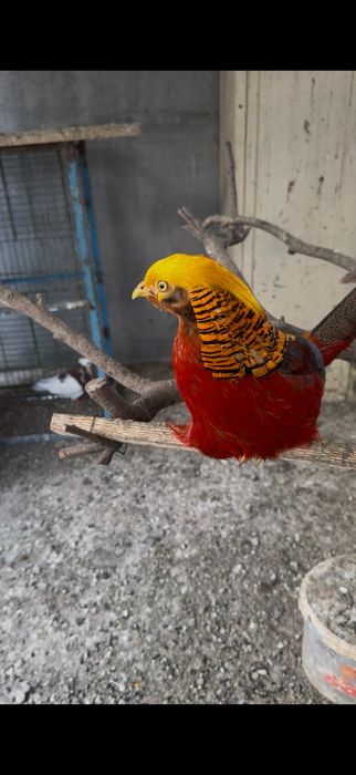 Vand oua fazani auriu pe rosu