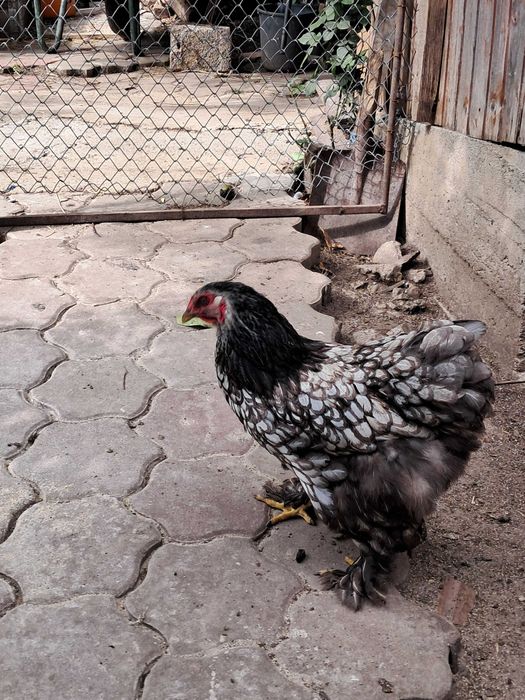 Brahma Silver Laced 5 gaini
