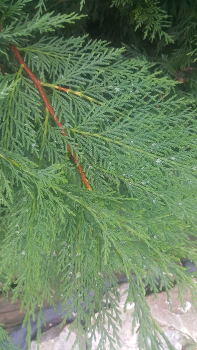 Tuia - Cel mai frumos gard viu Leylandii (leilandi) Chiparos