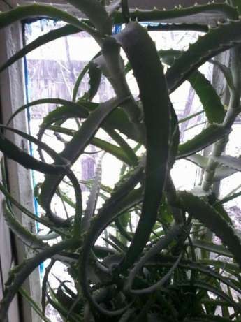 Продам комнатные цветы