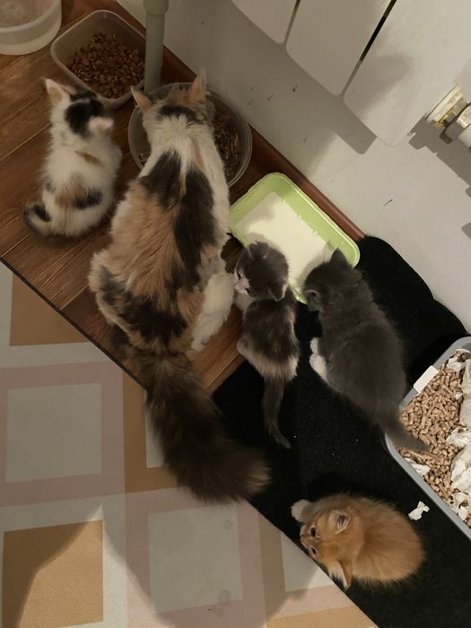 Милые котята ищут новый дом