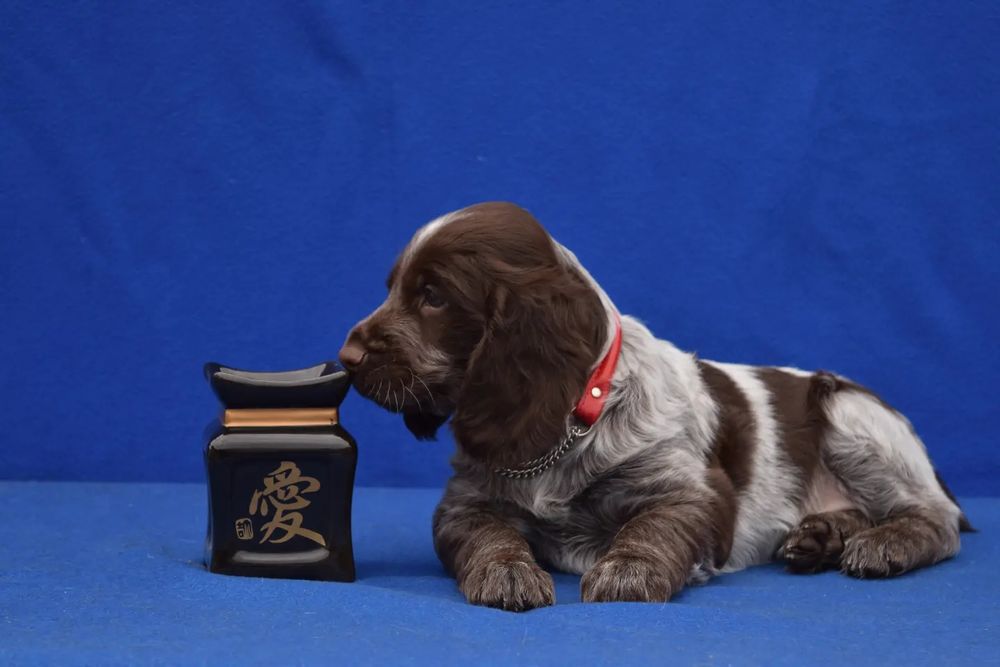 Малыши Русского спаниеля