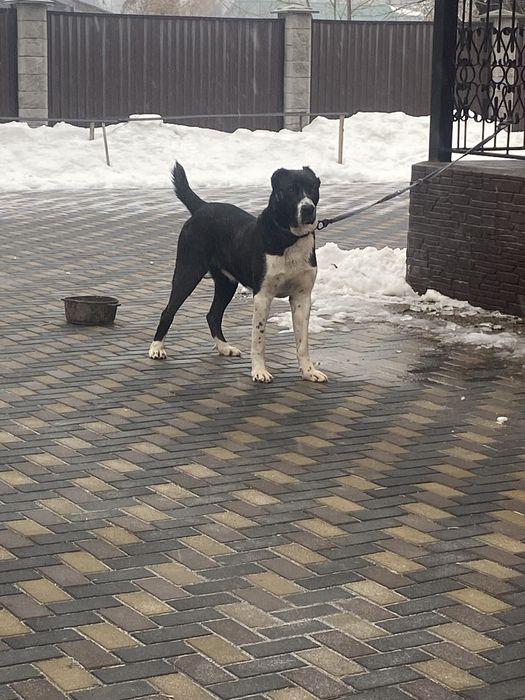 Алабай/САО/Төбет