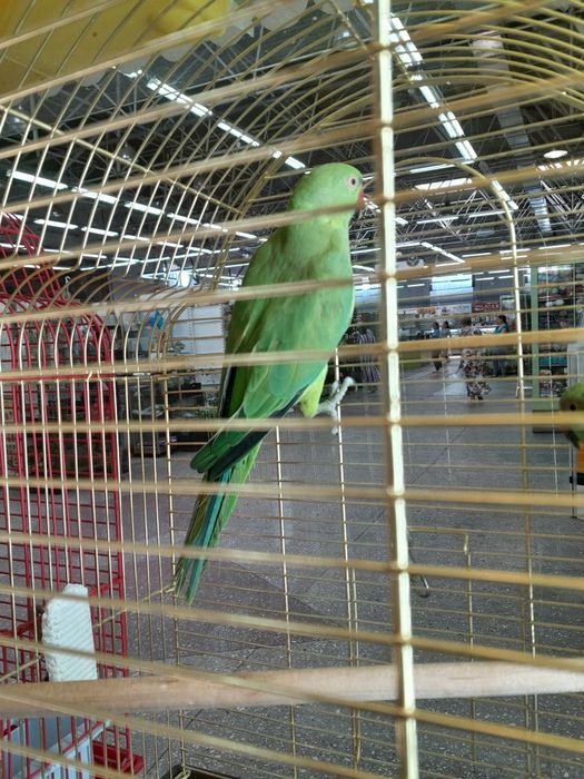 Ожереловые попугаи