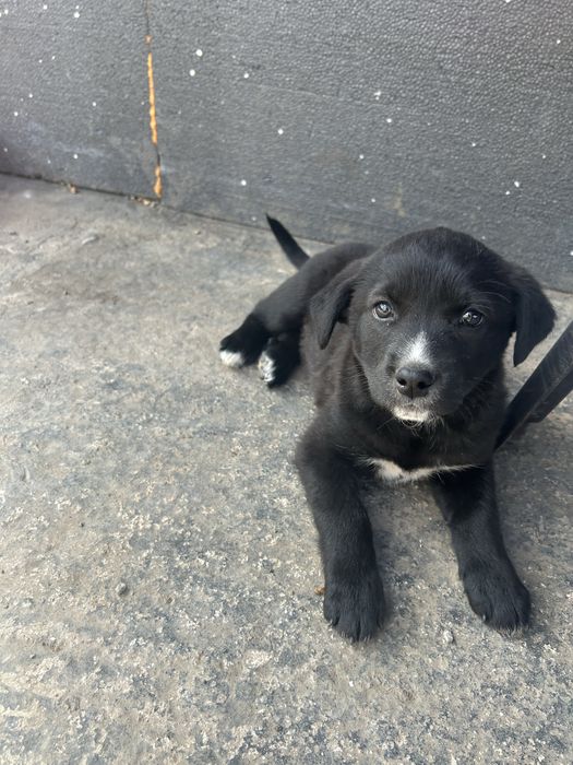 Кученца за осиновяване/подарявам