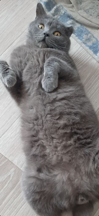 Британец в любящую семью