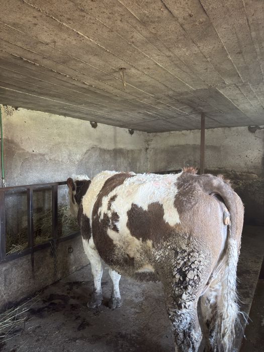 Vaci bălțate românești