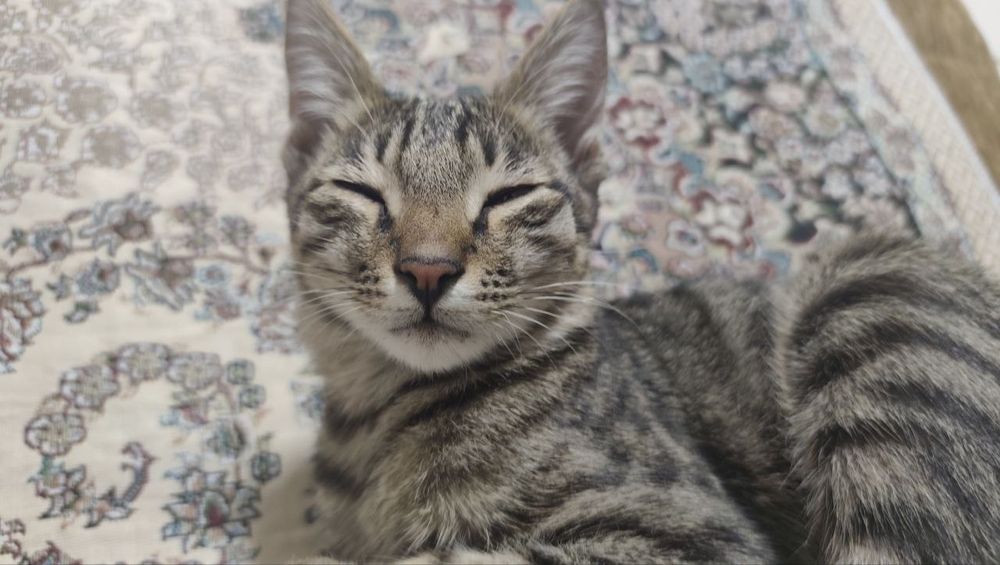 КОТЕНОК 2-3 МЕСЯЦА, домашний