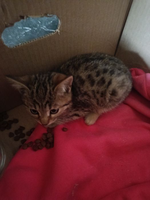 Котенок в добрые руки