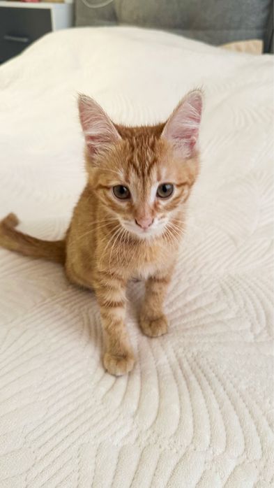 Котенок девочка Люмми