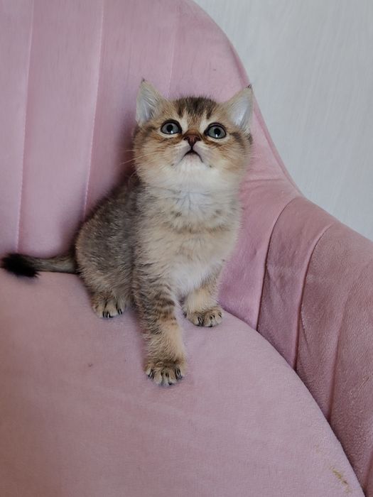 Котята от Шиншиллы