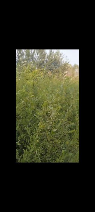 Gujum qayragoch 2yillik гужум,