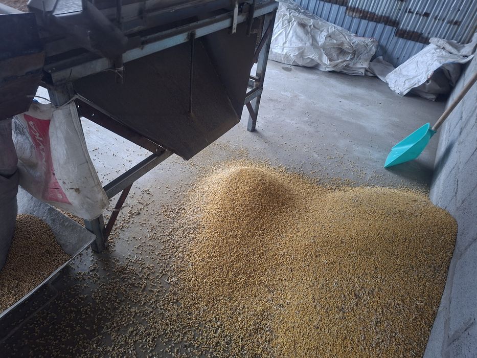 Сечка сой продам