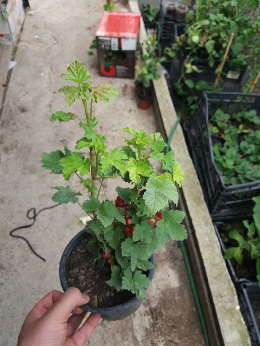 Касис – Френско грозде
Налични 5 вида