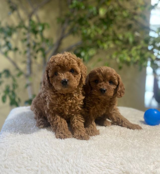 Кавапу - пудел / kavapoo - poodle