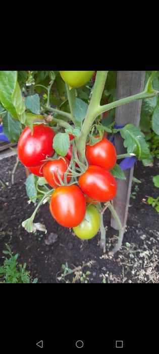 Продам домашние помидоры