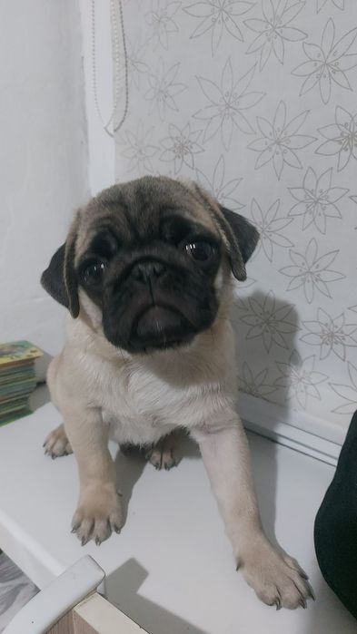 Продам мопс девочка