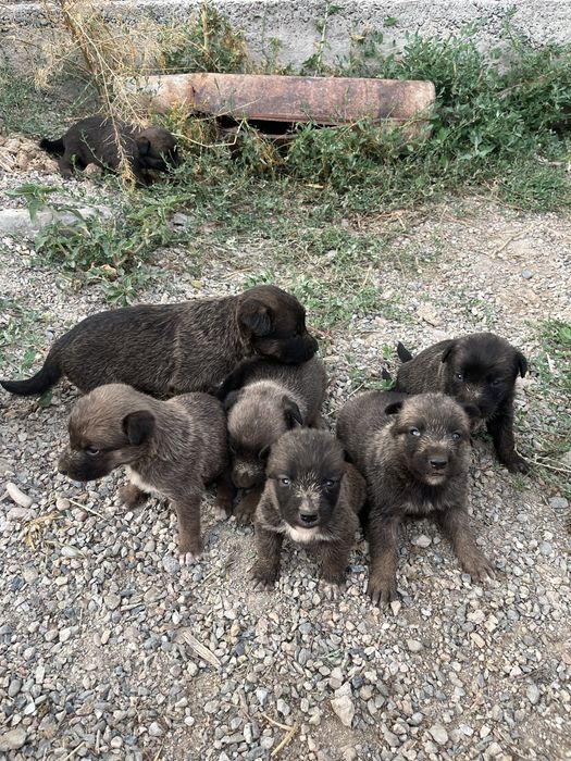 Щенки, овчарки.
