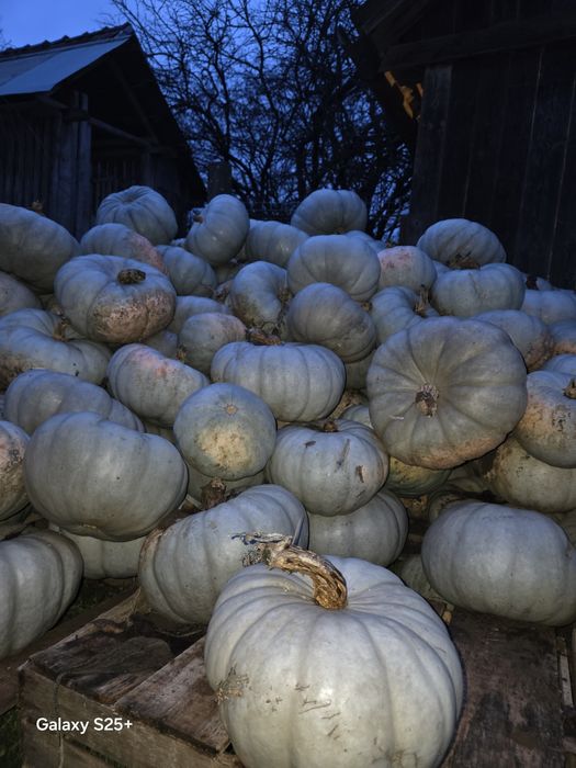 Vând dovleac pentru copt