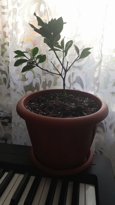 Продам цветы 2000