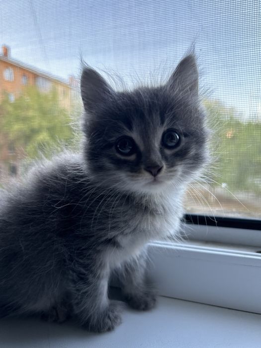Котятки ищут маму или папу