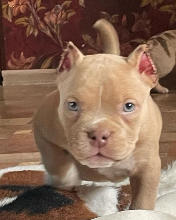 Американский булли