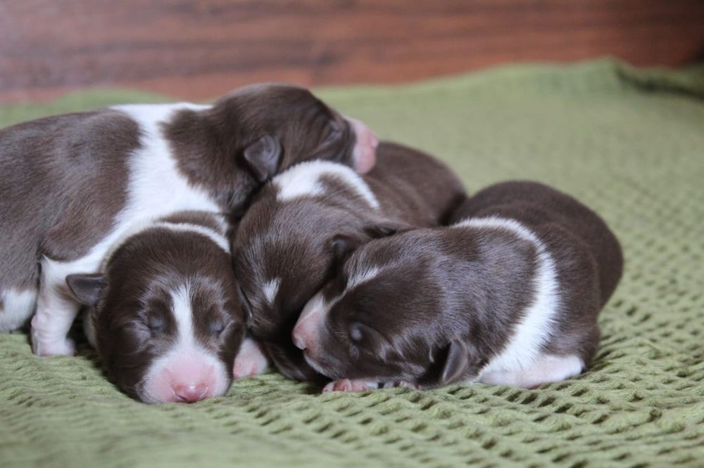 щенки бордер колли