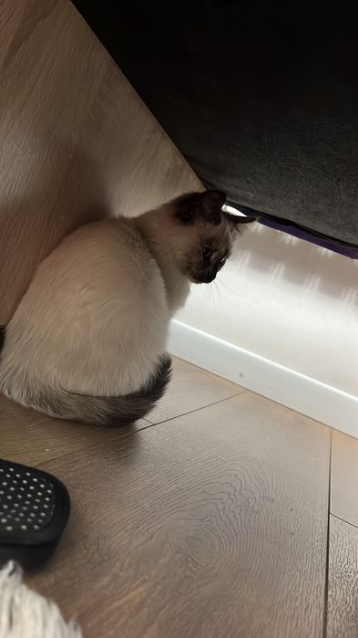 Котенок бесплатно