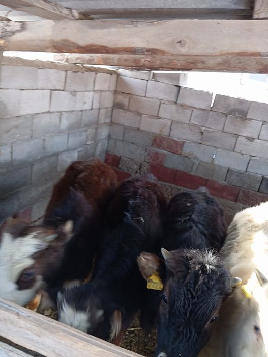 Продам бычков домашних